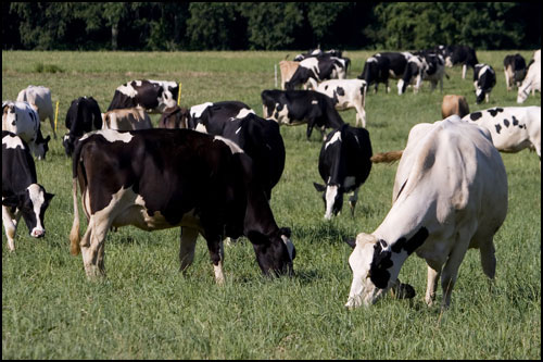 Several Cows grazing in a field